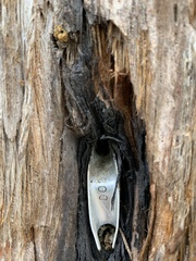 Sequoia sempervirens