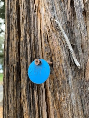 Sequoia sempervirens