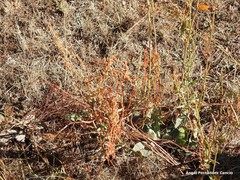 Rumex papillaris