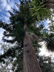 Sequoia sempervirens