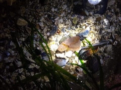 Liparis mucosus