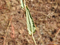 Rumex papillaris