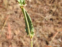 Rumex papillaris