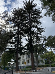 Sequoia sempervirens