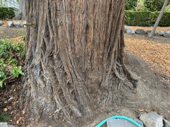 Sequoia sempervirens