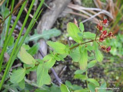 Hypericum undulatum
