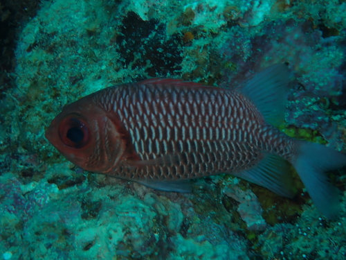 Myripristis hexagona