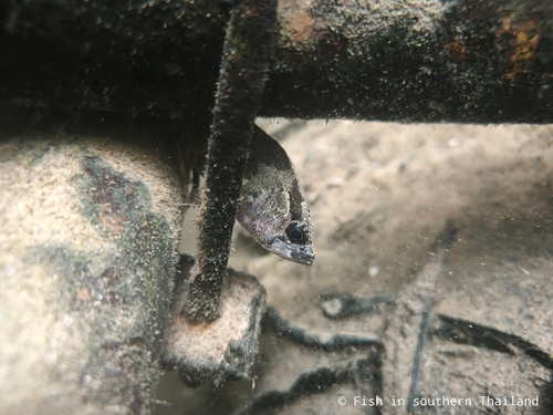 Bornean leaffish (Nandus nebulosus) — Nandidae