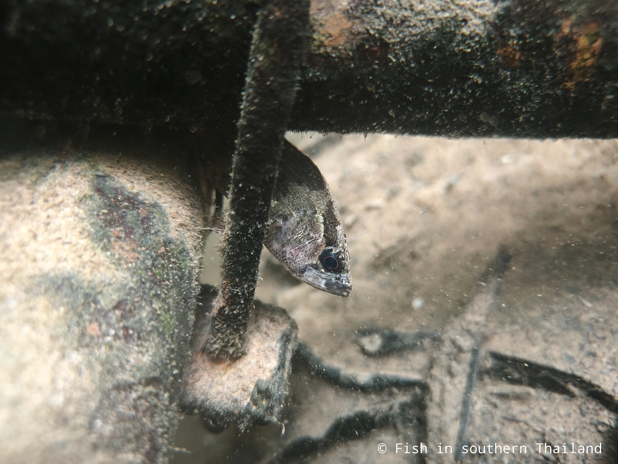 Bornean Leaffish photo 6