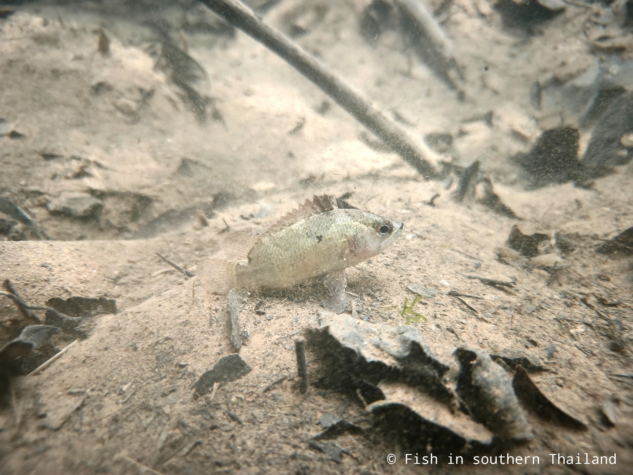 Bornean Leaffish photo 7