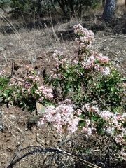 Ceanothus buxifolius