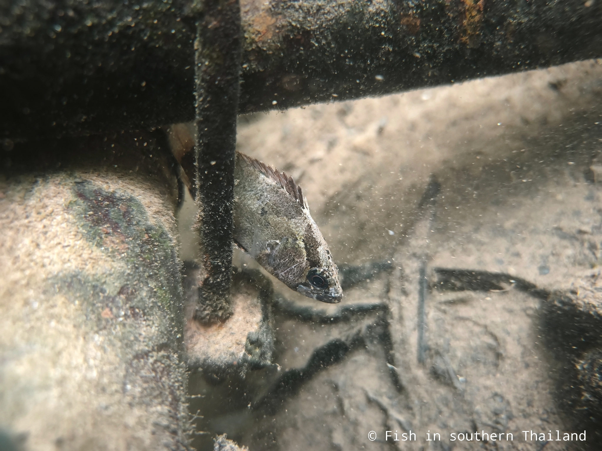 Bornean Leaffish photo 8