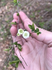 Spiraea prunifolia