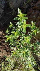 Monardella sheltonii