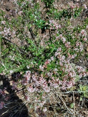 Ceanothus buxifolius