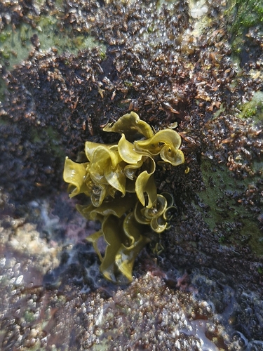 Padina durvillei (Padina durvillei)