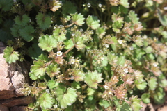 Phacelia rotundifolia
