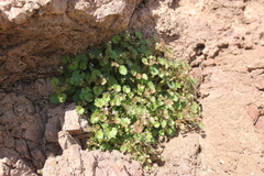 Phacelia rotundifolia