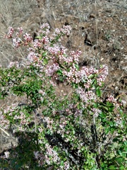 Ceanothus buxifolius