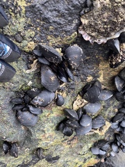Mytilus trossulus