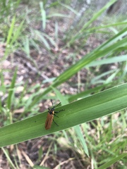 Rhinotia haemoptera