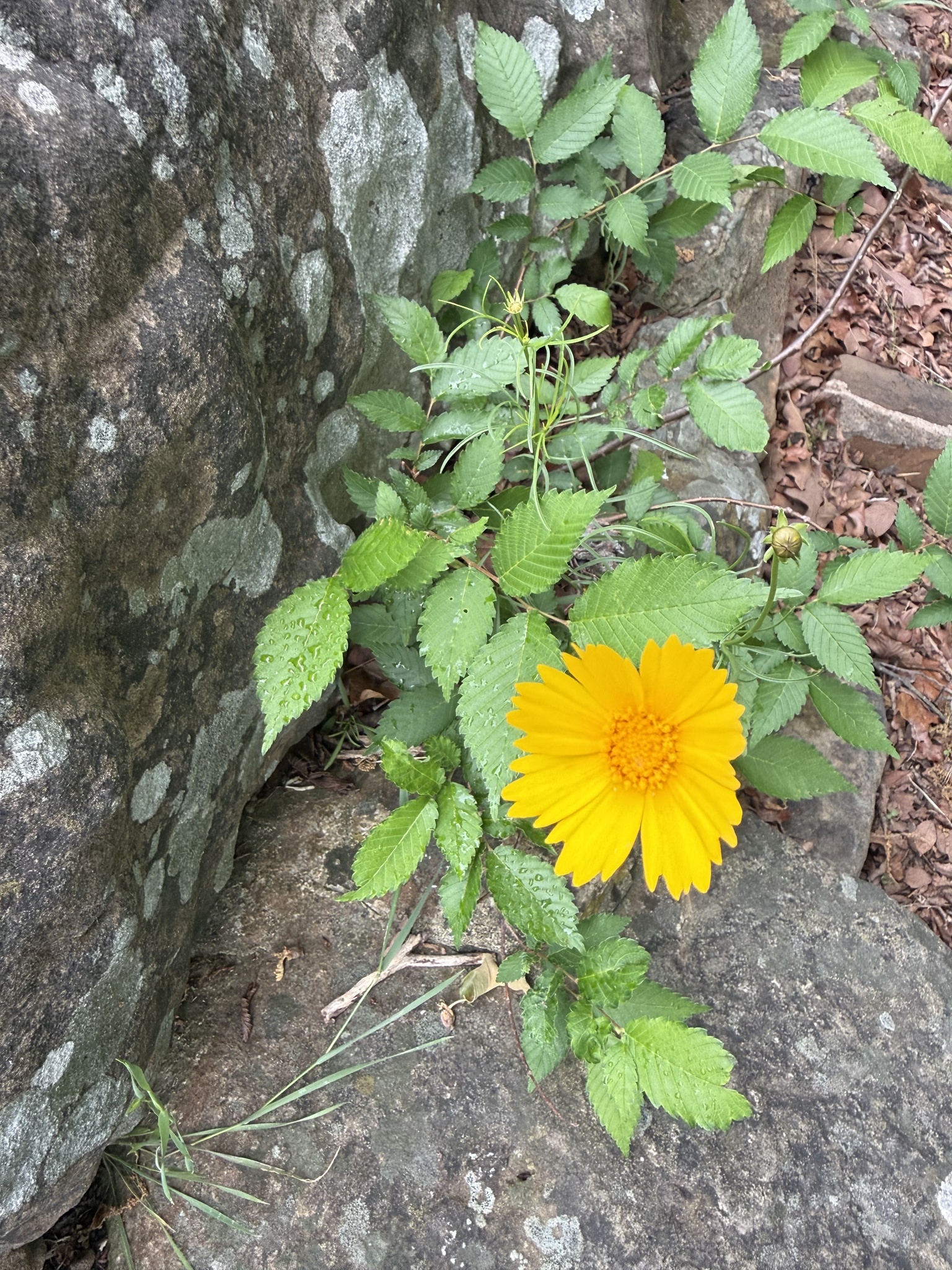 Imagem de coreopsis