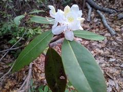 Rhododendron minus