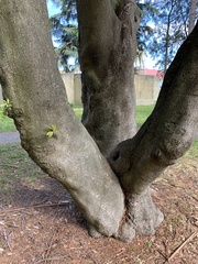 Cupressus lusitanica