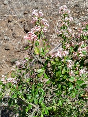 Ceanothus buxifolius