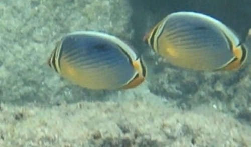 Chaetodon trifasciatus