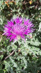 Centaurea polyacantha