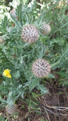 Centaurea polyacantha