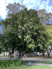Prunus laurocerasus