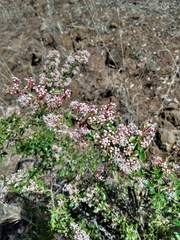 Ceanothus buxifolius