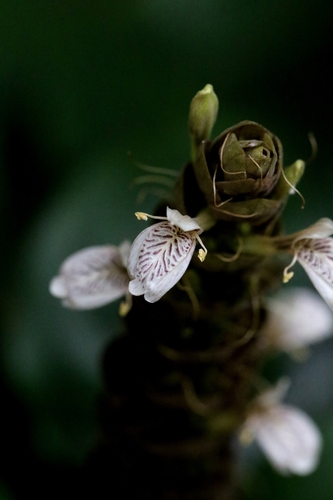 Justicia ventricosa, photograph 3