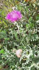 Centaurea polyacantha