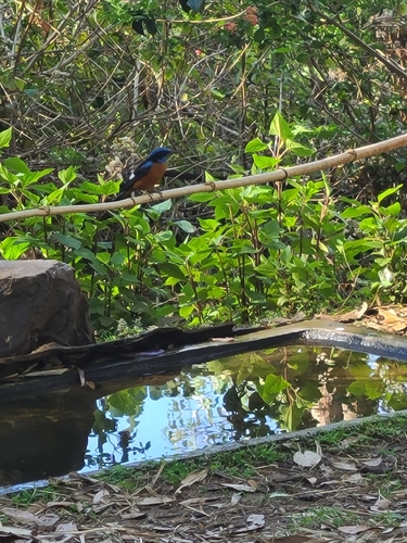 Blue-capped Rock Thrush (Monticola cinclorhyncha), photo 7