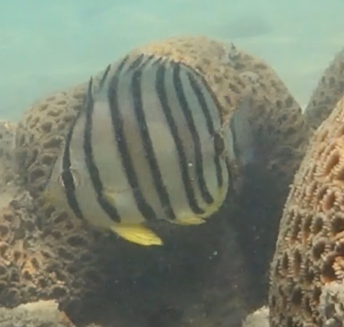 Chaetodon octofasciatus