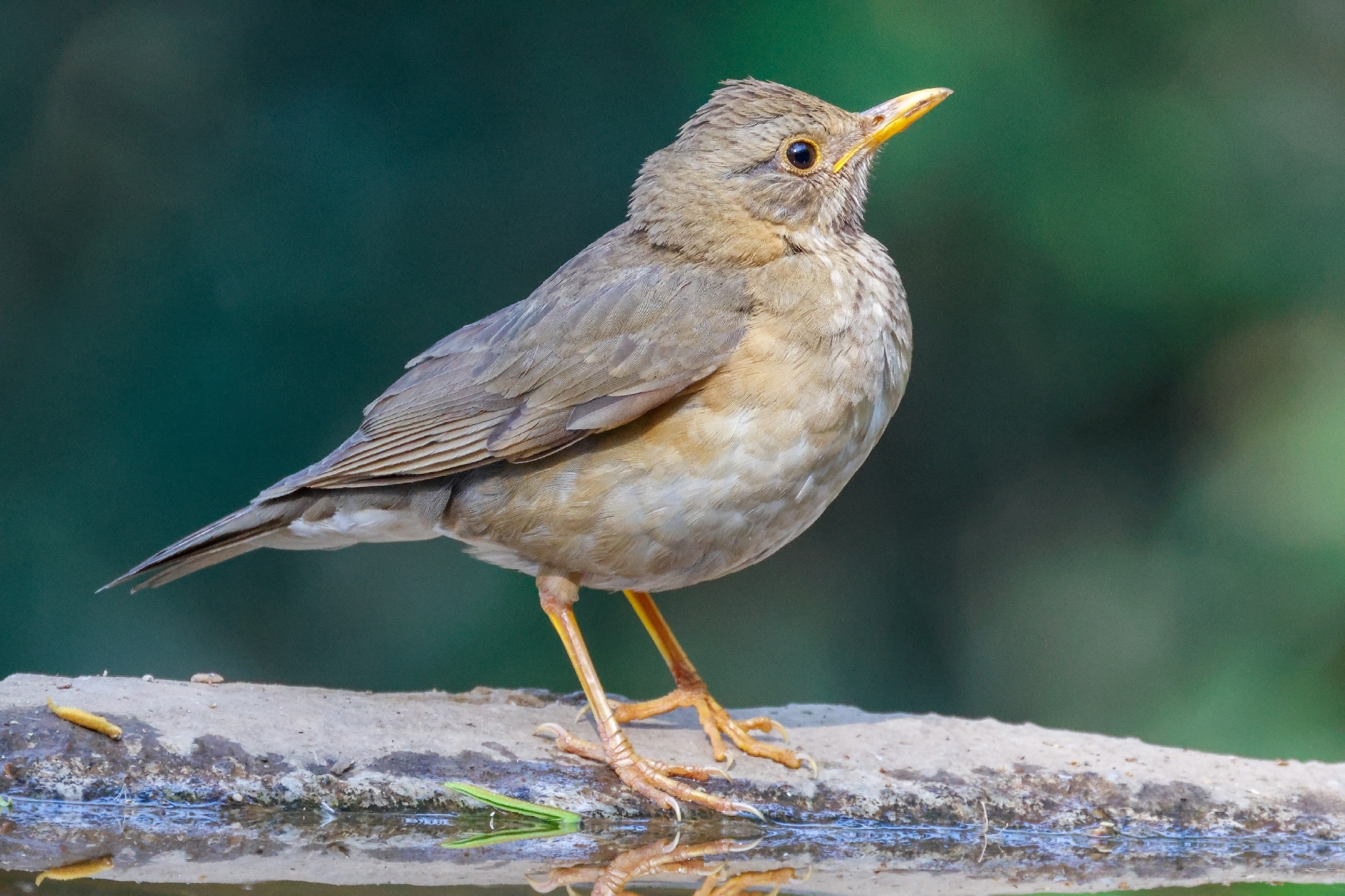 Tickell's Thrush (Turdus unicolor), photo 7