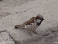 Passer domesticus