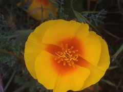 Eschscholzia californica maritima