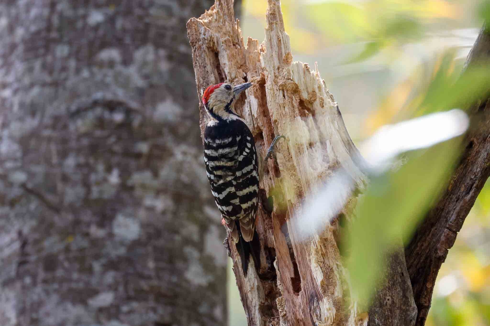 Fulvous-breasted Woodpecker (Dendrocopos macei), photo 8