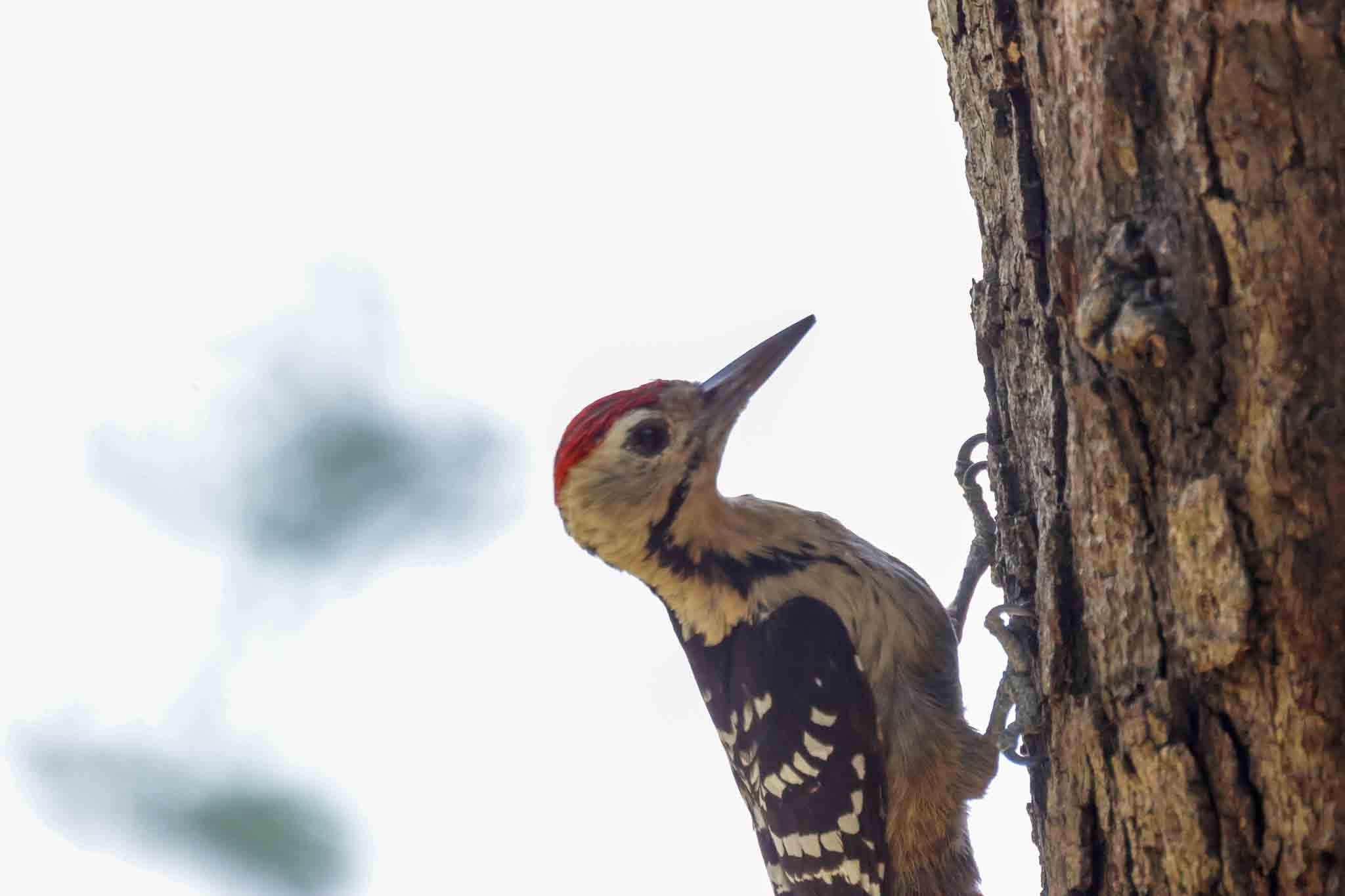 Fulvous-breasted Woodpecker (Dendrocopos macei), photo 9