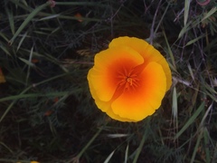Eschscholzia californica maritima