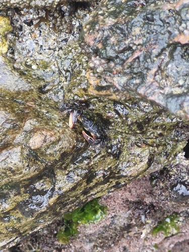 Pacific Mottled Shore Crab (Pachygrapsus socius)