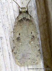 Agonopterix argillacea
