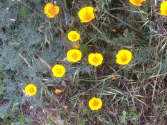 Eschscholzia californica maritima