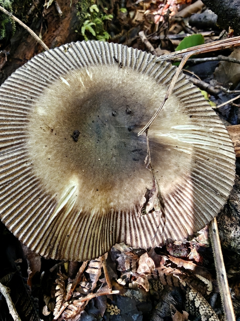 Amanita pekeoides · April 2026 · photo: © mstirling (iNaturalist, cc-by)