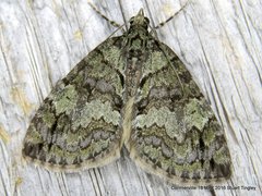 Hydriomena renunciata