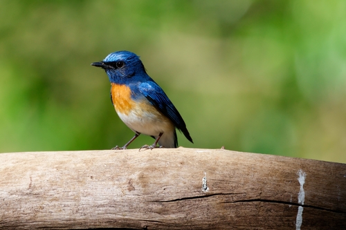 Blue-throated Blue Flycatcher (Cyornis rubeculoides), photo 3